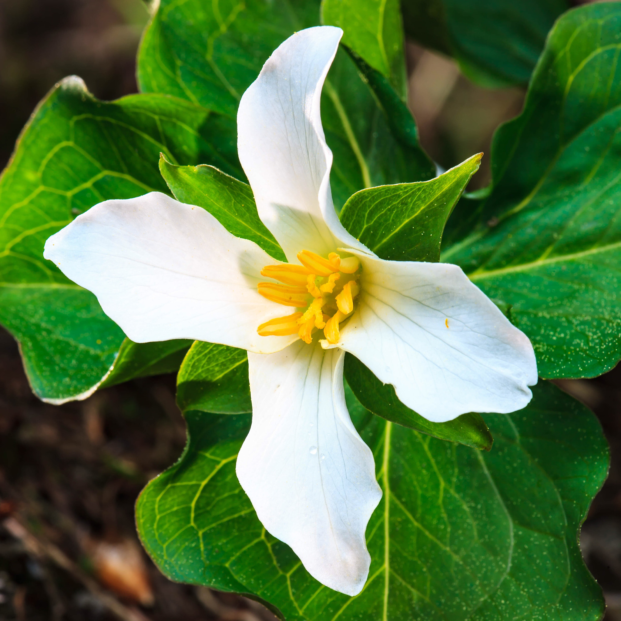 Canon EF 180mm F3.5L Macro USM sample photo. A lucky find photography