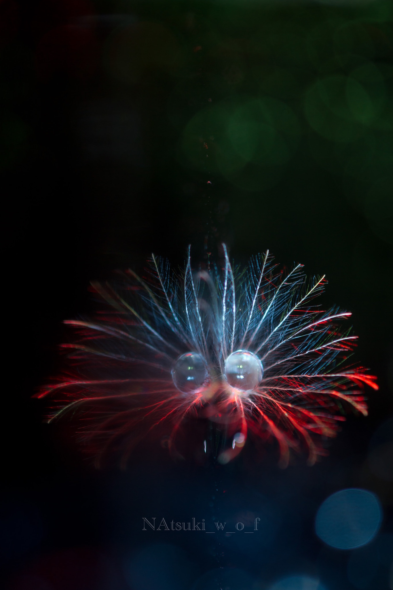 Tamron SP AF 180mm F3.5 Di LD (IF) Macro sample photo. Fairy photography