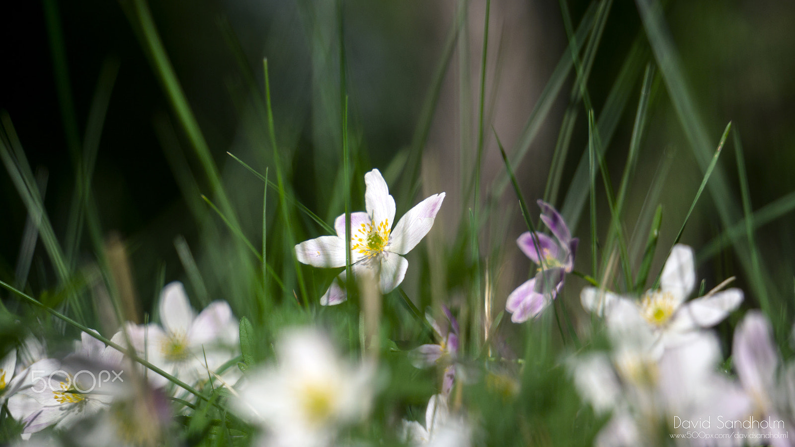 Sony Alpha NEX-F3 + Sony E 55-210mm F4.5-6.3 OSS sample photo. 20160516 photography