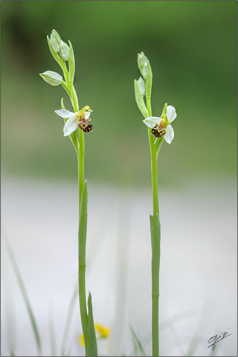 Sigma 150mm F2.8 EX DG OS Macro HSM sample photo. Ophrys apifera photography