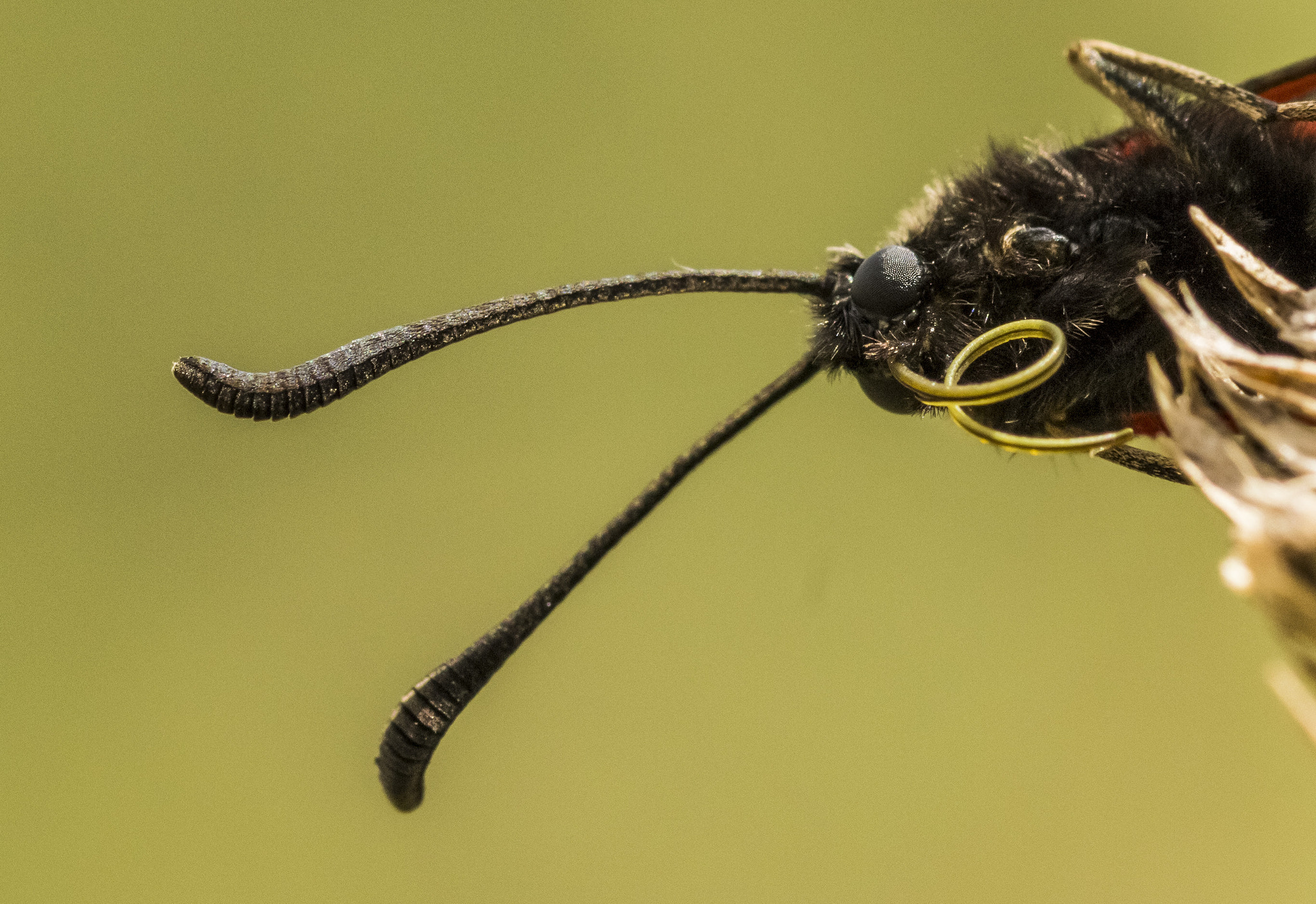 Sigma 105mm F2.8 EX DG OS HSM sample photo. Peekaboo photography