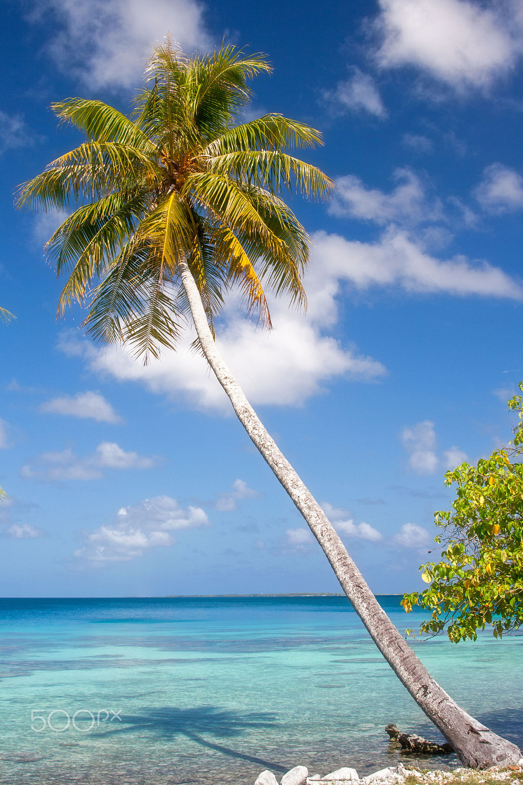 Canon EF 28-105mm f/3.5-4.5 USM sample photo. Lonesome palmtree photography