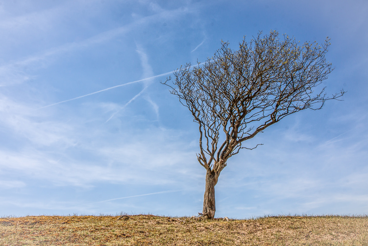 Canon EOS 50D + Canon EF-S 10-18mm F4.5–5.6 IS STM sample photo. Weather tree photography
