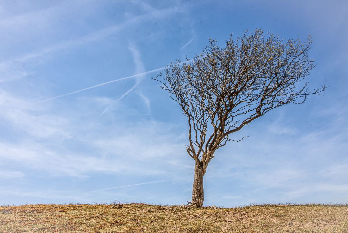 Canon EF-S 10-18mm F4.5–5.6 IS STM sample photo. Weather tree photography