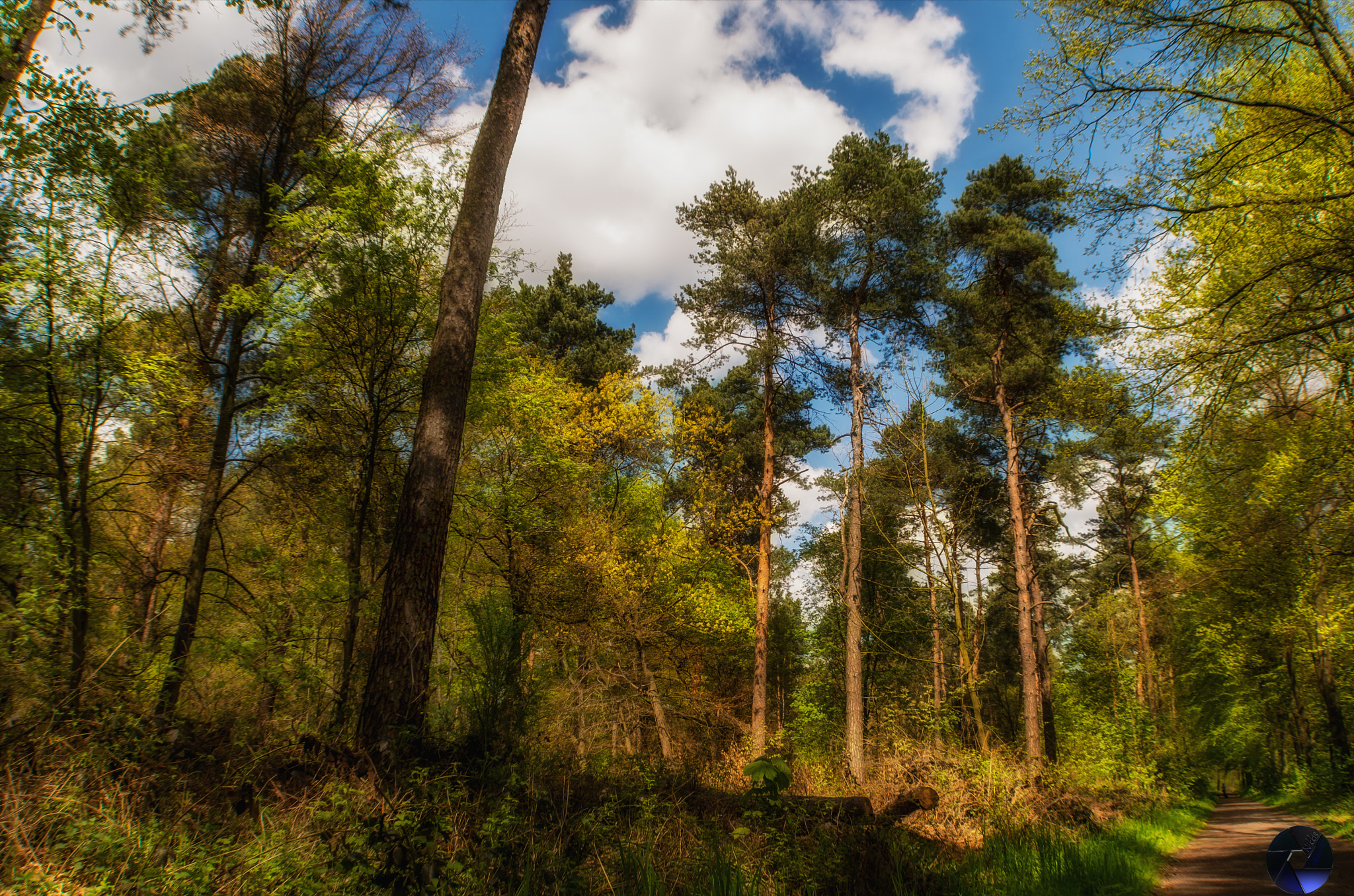 Pentax K-5 IIs sample photo. Hiesfelder wald photography