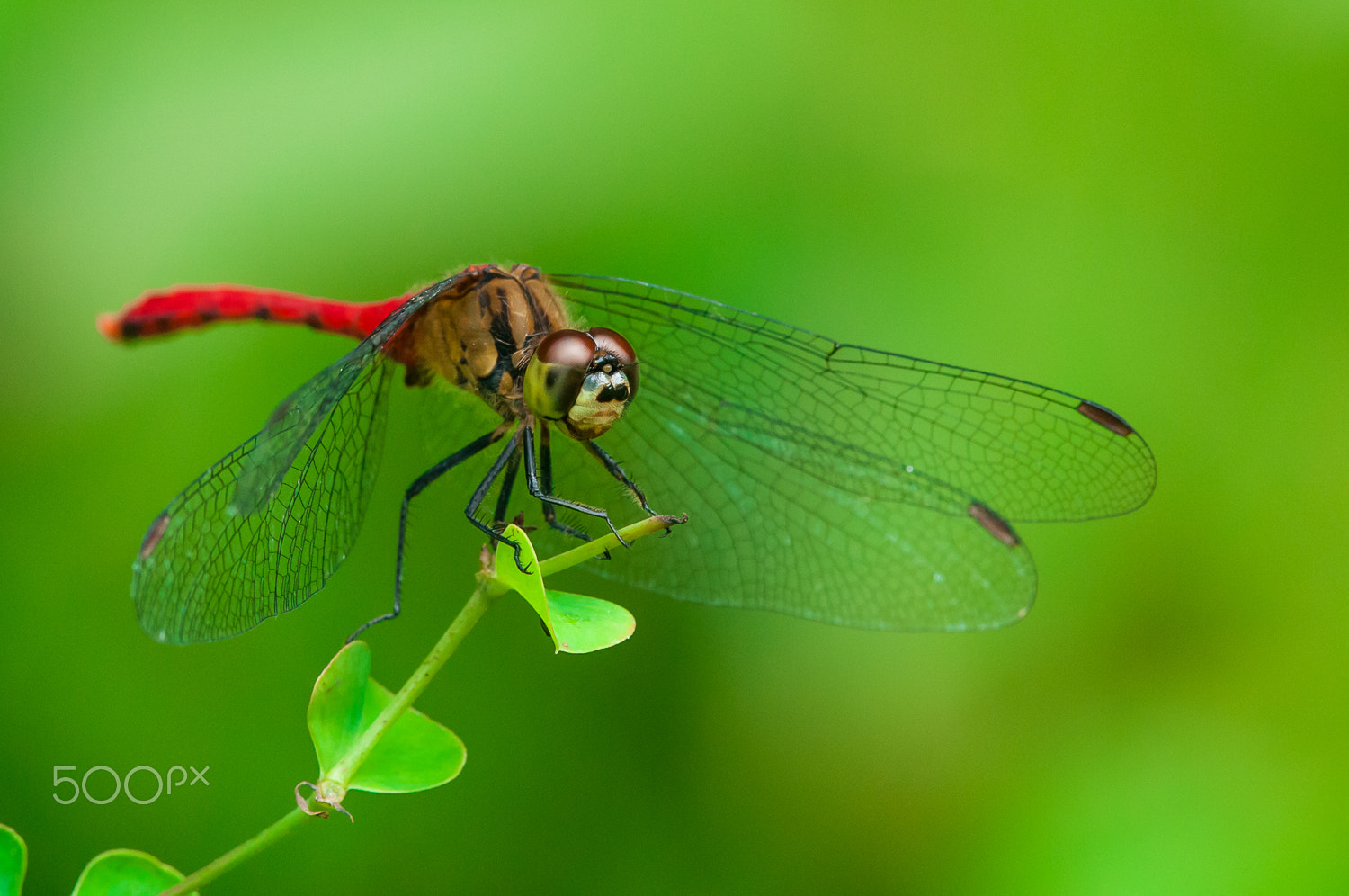 Nikon D300S + Nikon AF-S Nikkor 300mm F4D ED-IF sample photo. Dragonfly photography