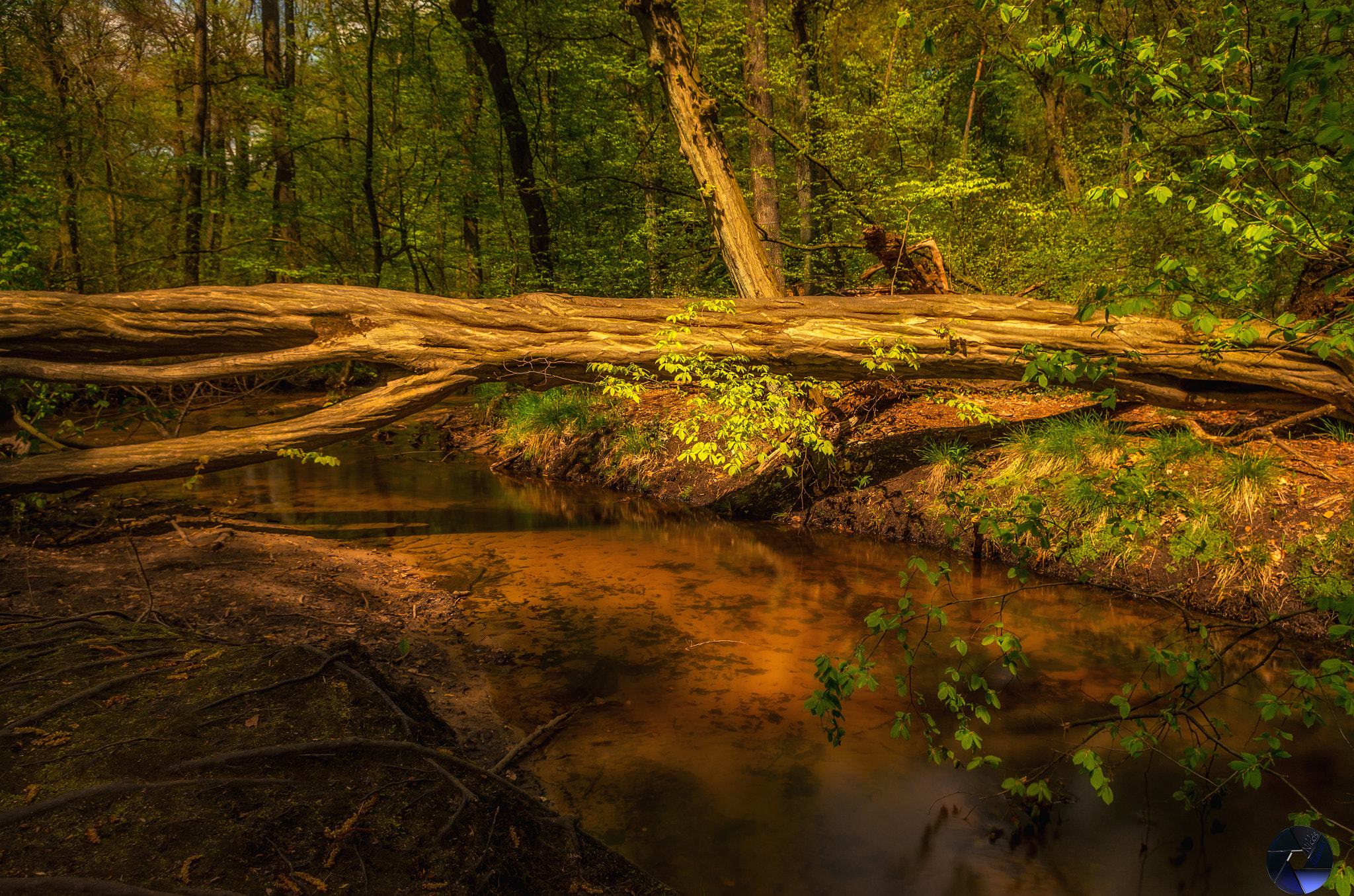 Pentax K-5 IIs sample photo. Hiesfelder wald photography