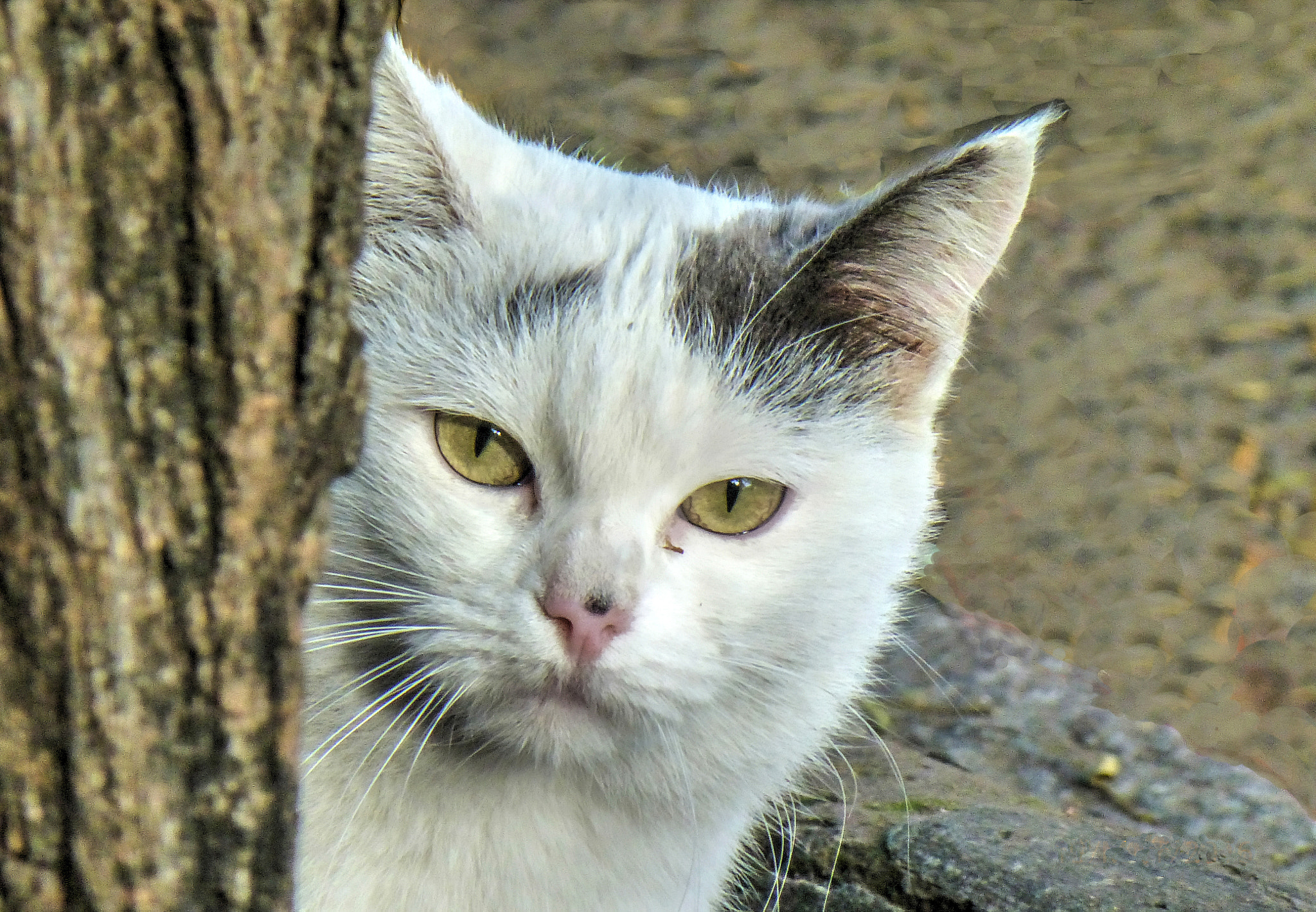Panasonic Lumix DMC-ZS20 (Lumix DMC-TZ30) sample photo. Gatito ii photography