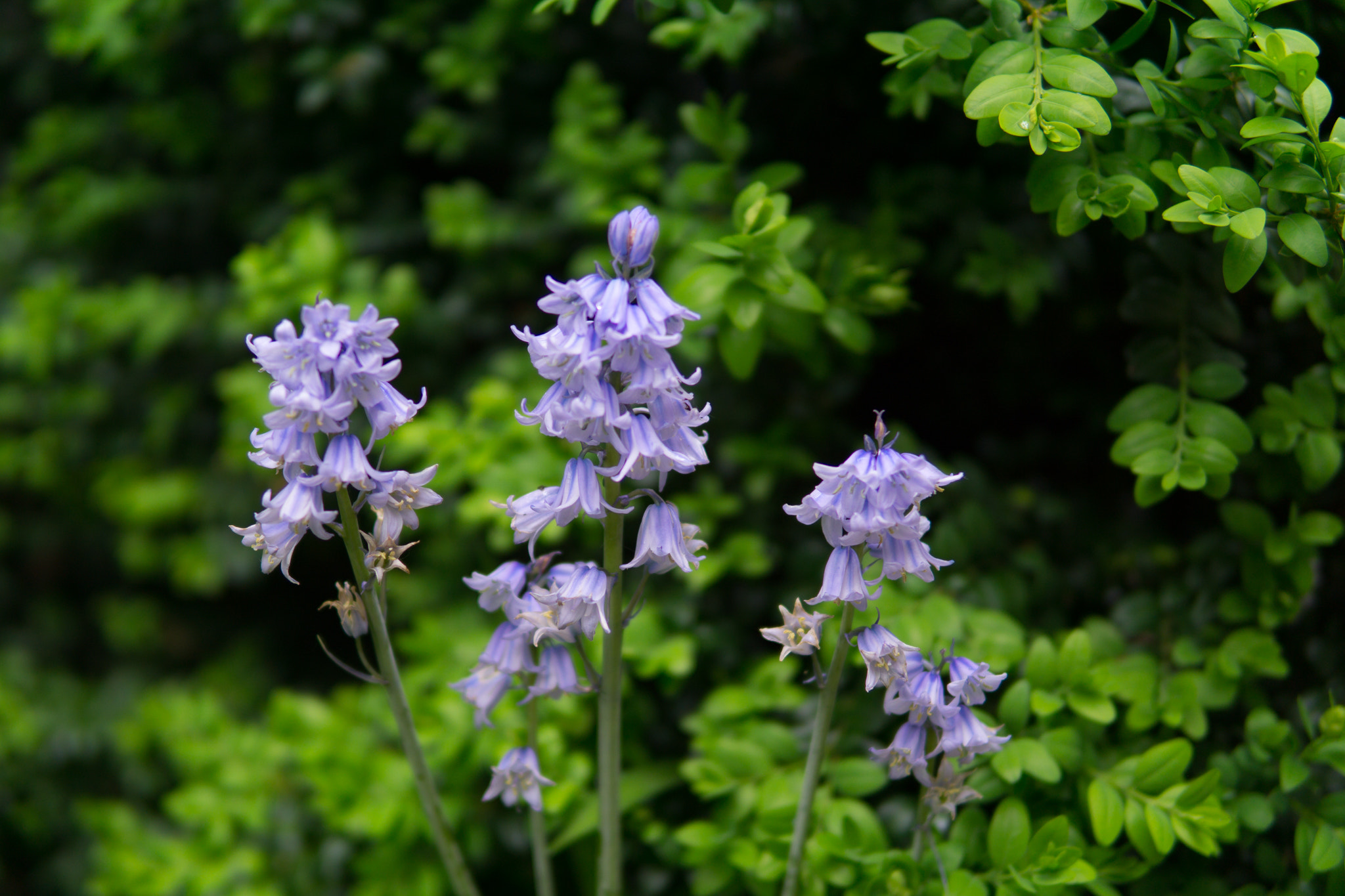Sony a5100 sample photo. Flowers photography