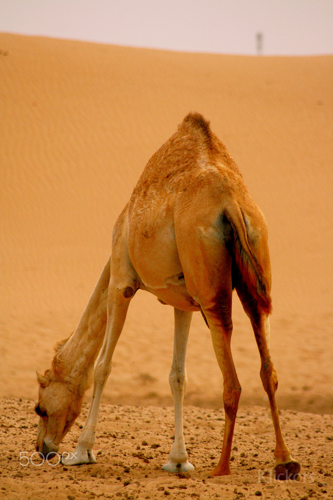 Canon EOS 400D (EOS Digital Rebel XTi / EOS Kiss Digital X) sample photo. Camel photography