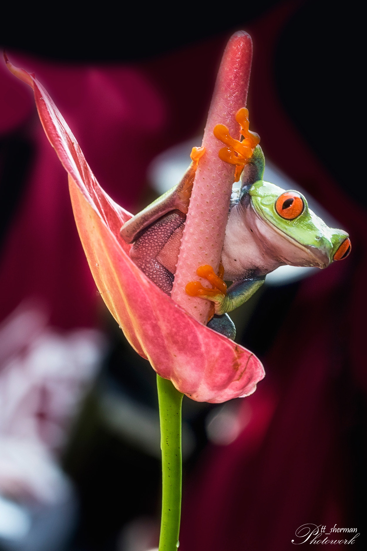 Sony a7 II + Canon EF 100mm F2.8L Macro IS USM sample photo. Frog in red photography