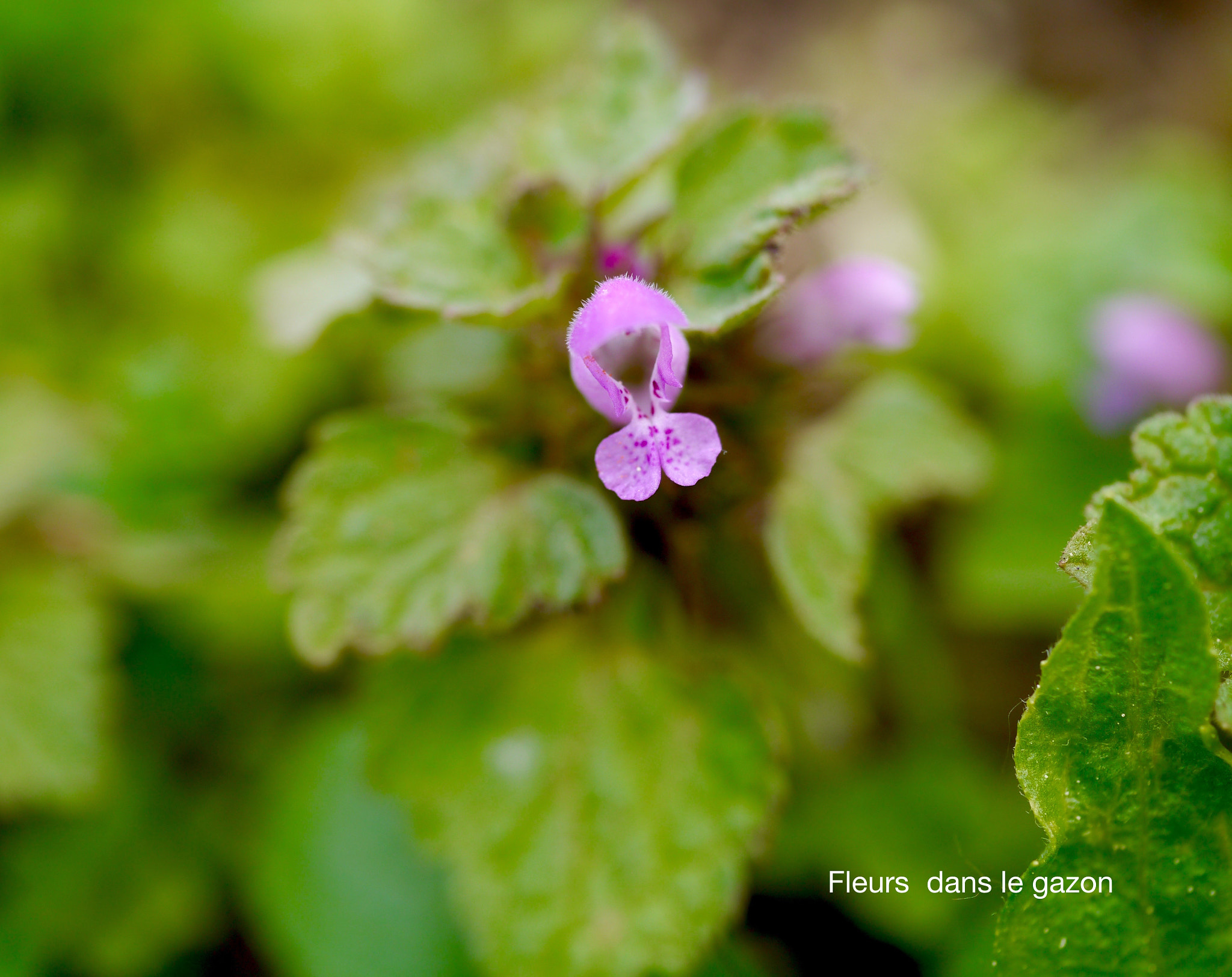 Panasonic Lumix DMC-GX1 + Panasonic Lumix G Macro 30mm F2.8 ASPH Mega OIS sample photo. Fleurs dans le gazon photography