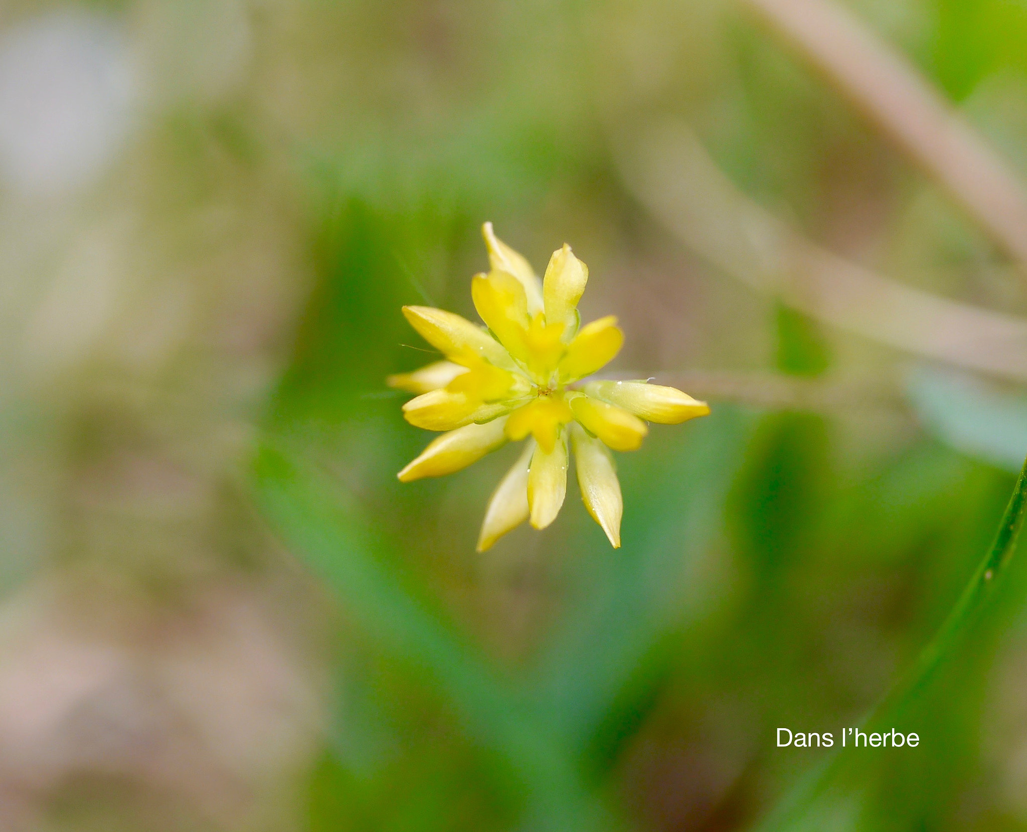 Panasonic Lumix DMC-GX1 + Panasonic Lumix G Macro 30mm F2.8 ASPH Mega OIS sample photo. Dans l'herbe photography