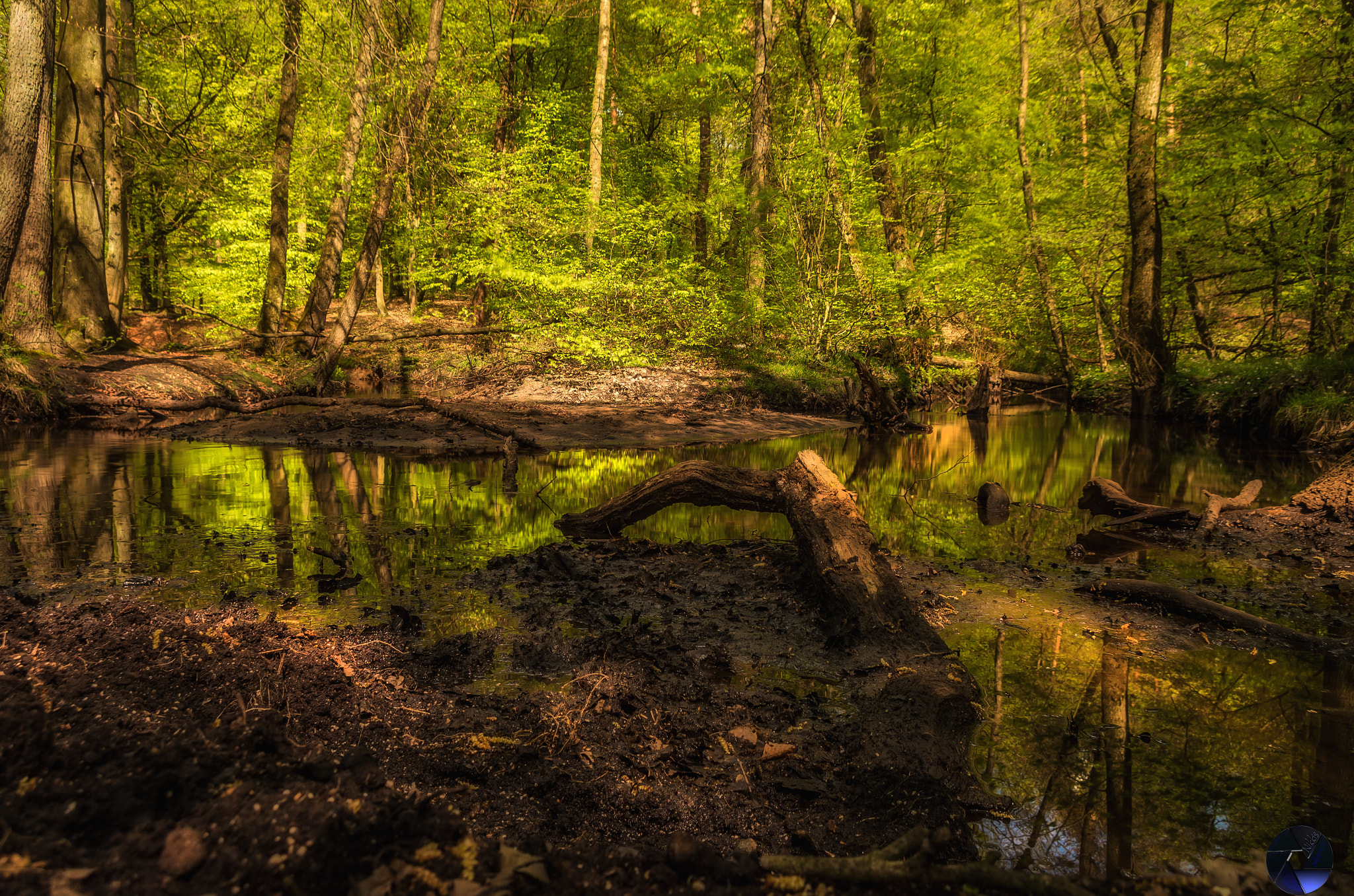 Pentax K-5 IIs sample photo. Hiesfelder wald photography