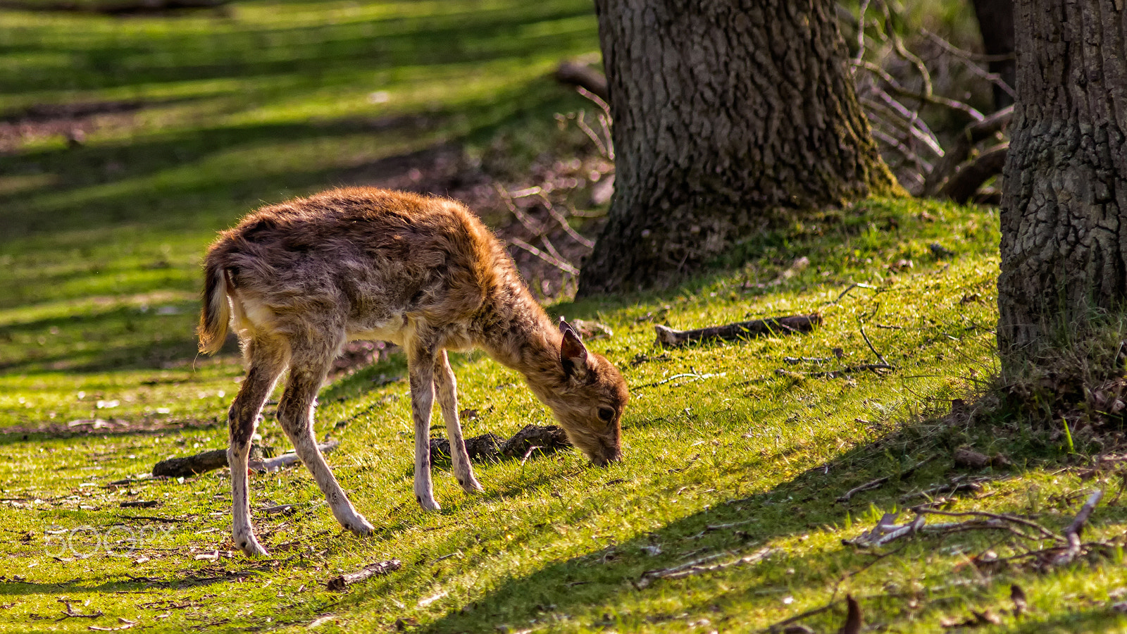 Canon EF 300mm F4L IS USM sample photo. Bambi in the forest photography