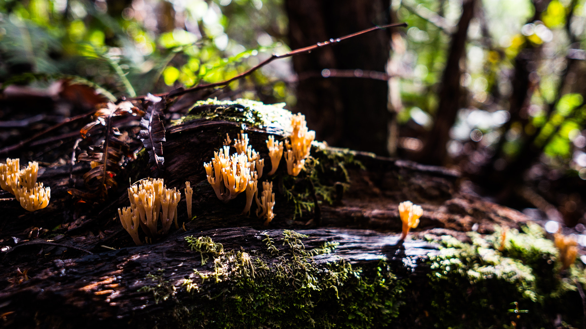 Sony Alpha NEX-5N + Sigma 19mm F2.8 EX DN sample photo. Forest coral photography