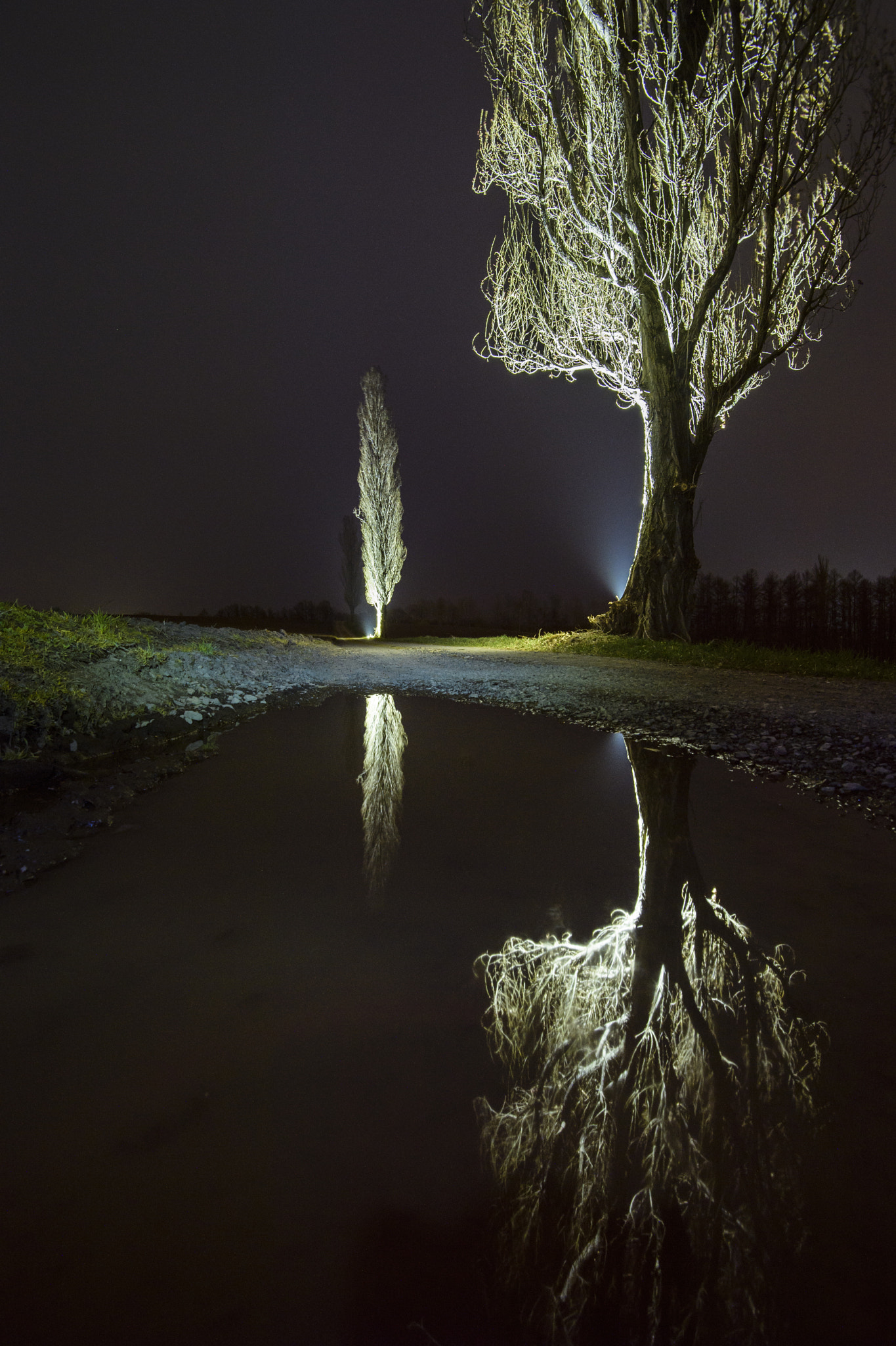 Nikon D5 sample photo. The insisting trees photography