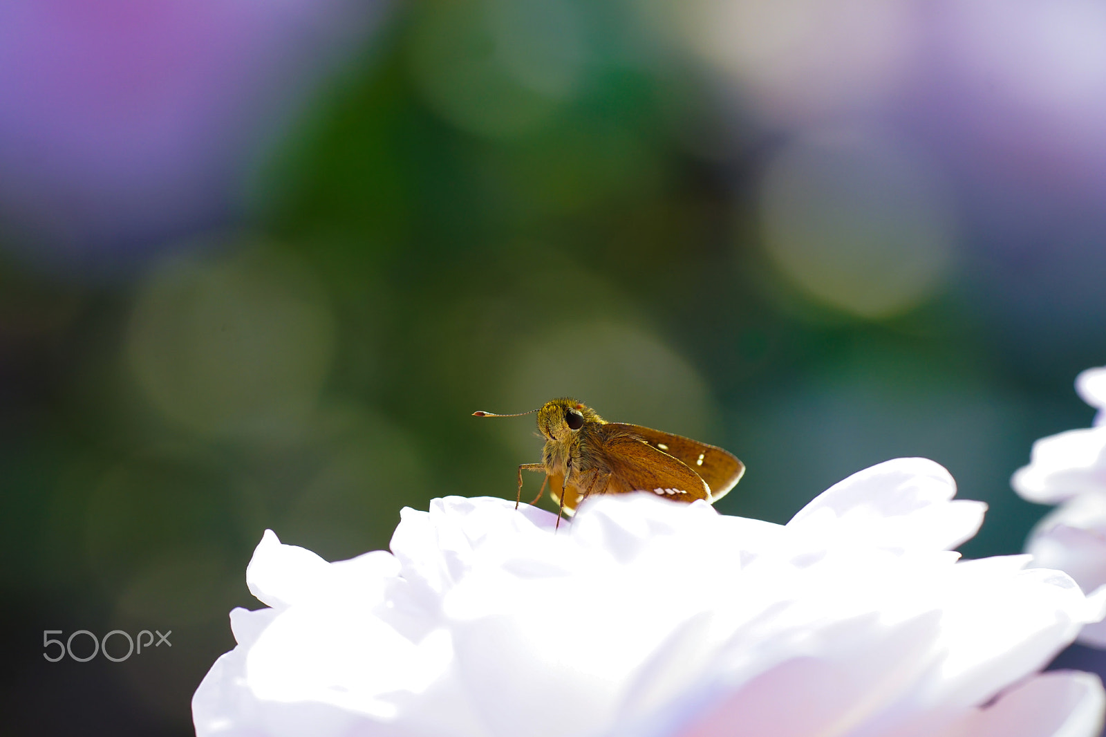 Sony ILCA-77M2 + Minolta AF 100mm F2.8 Macro [New] sample photo. Skipper on the rose photography
