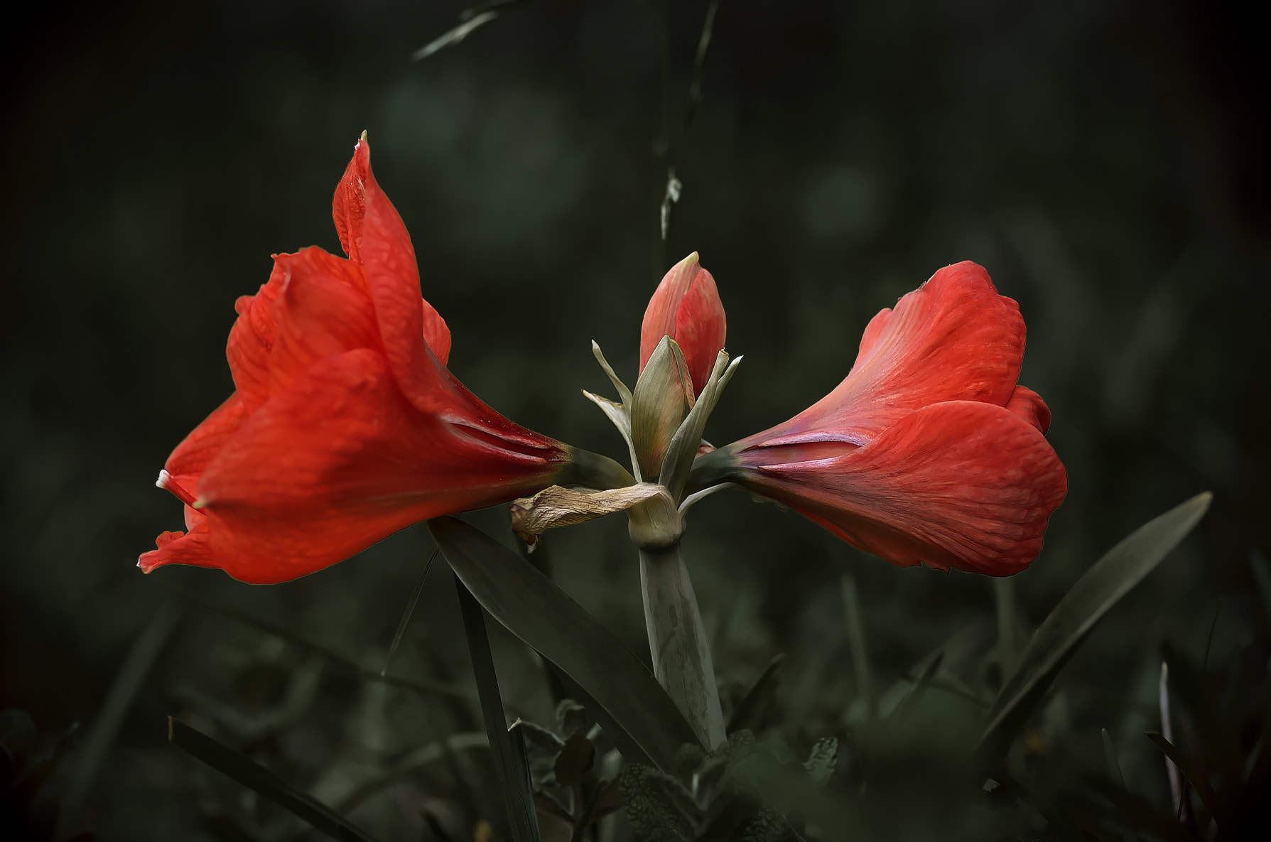 Pentax K-50 + Pentax smc D-FA 100mm F2.8 Macro WR sample photo. Red trumpet photography