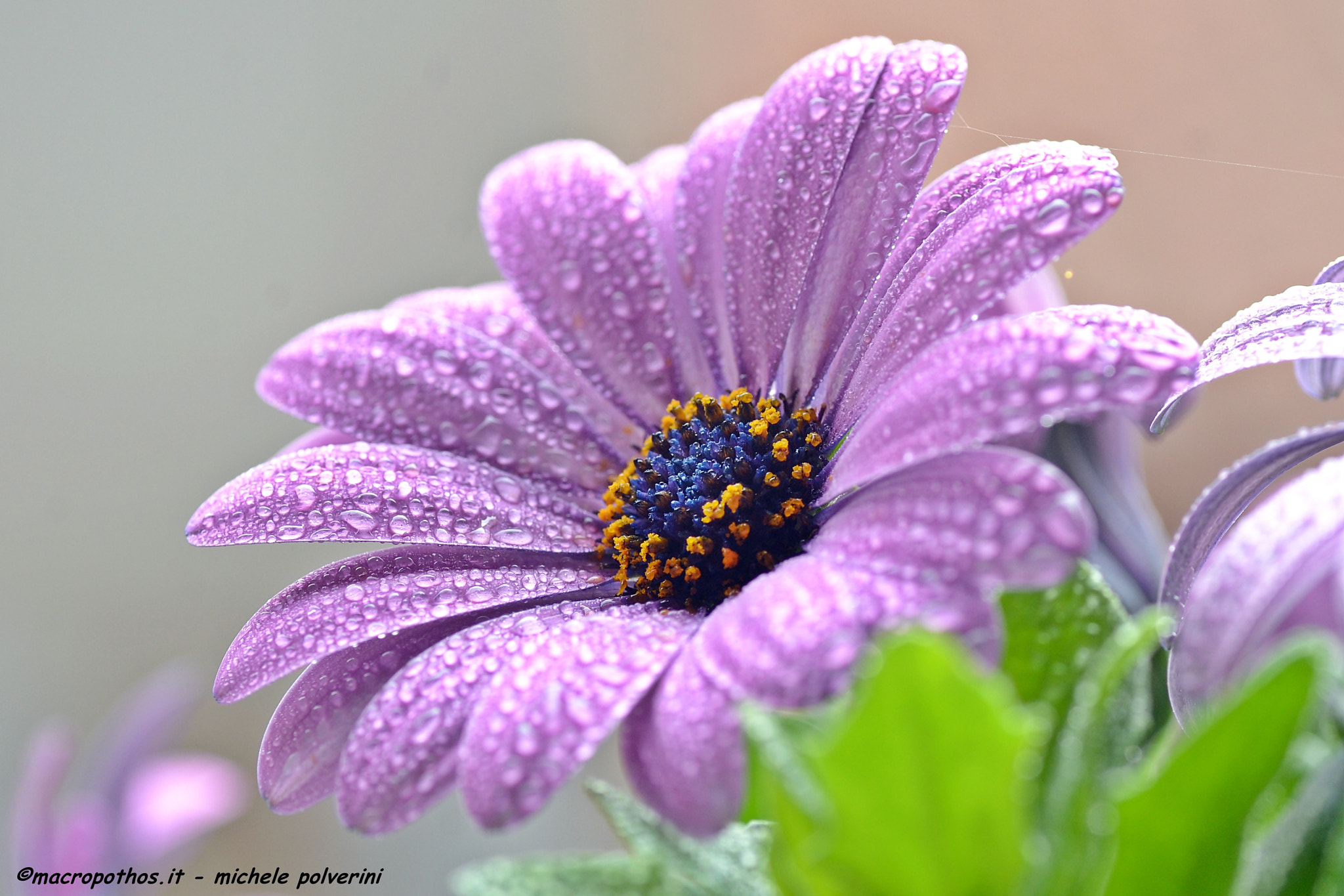 Nikon D3100 + Tamron SP 90mm F2.8 Di VC USD 1:1 Macro sample photo. Osteospermum apr photography