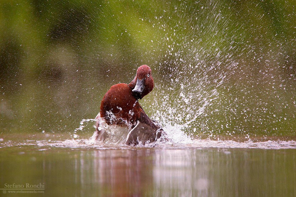 Tamron SP 150-600mm F5-6.3 Di VC USD sample photo. Water game's photography