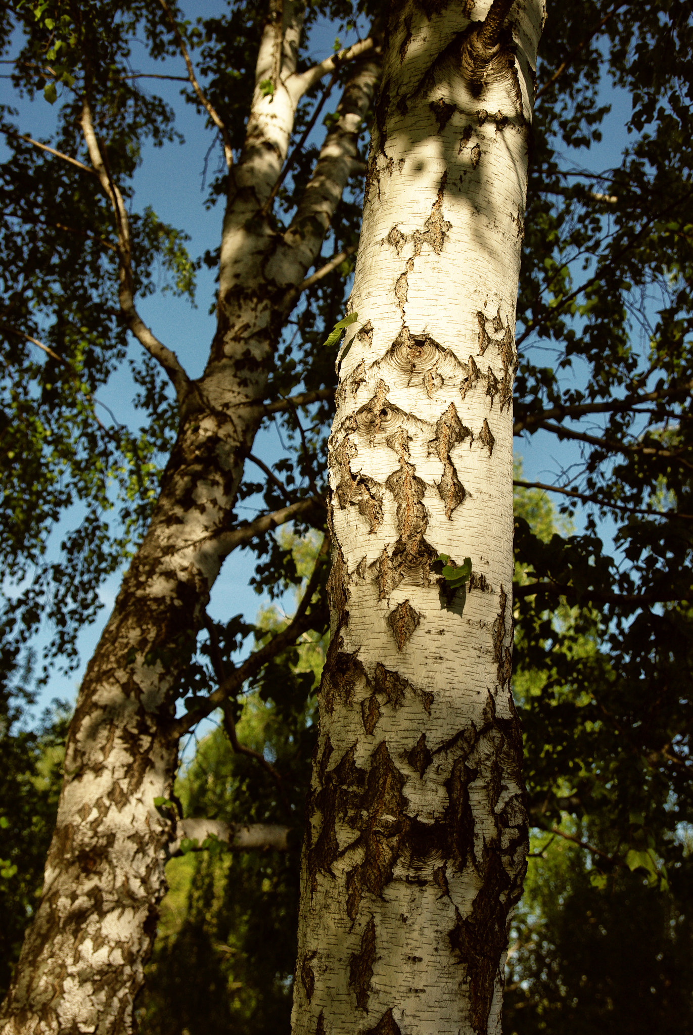 Pentax K200D sample photo. Birch in shadow photography