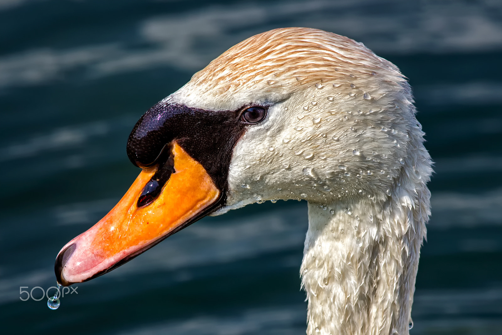 Canon EOS 600D (Rebel EOS T3i / EOS Kiss X5) + Canon EF 300mm F4L IS USM sample photo. Swan with droplets photography
