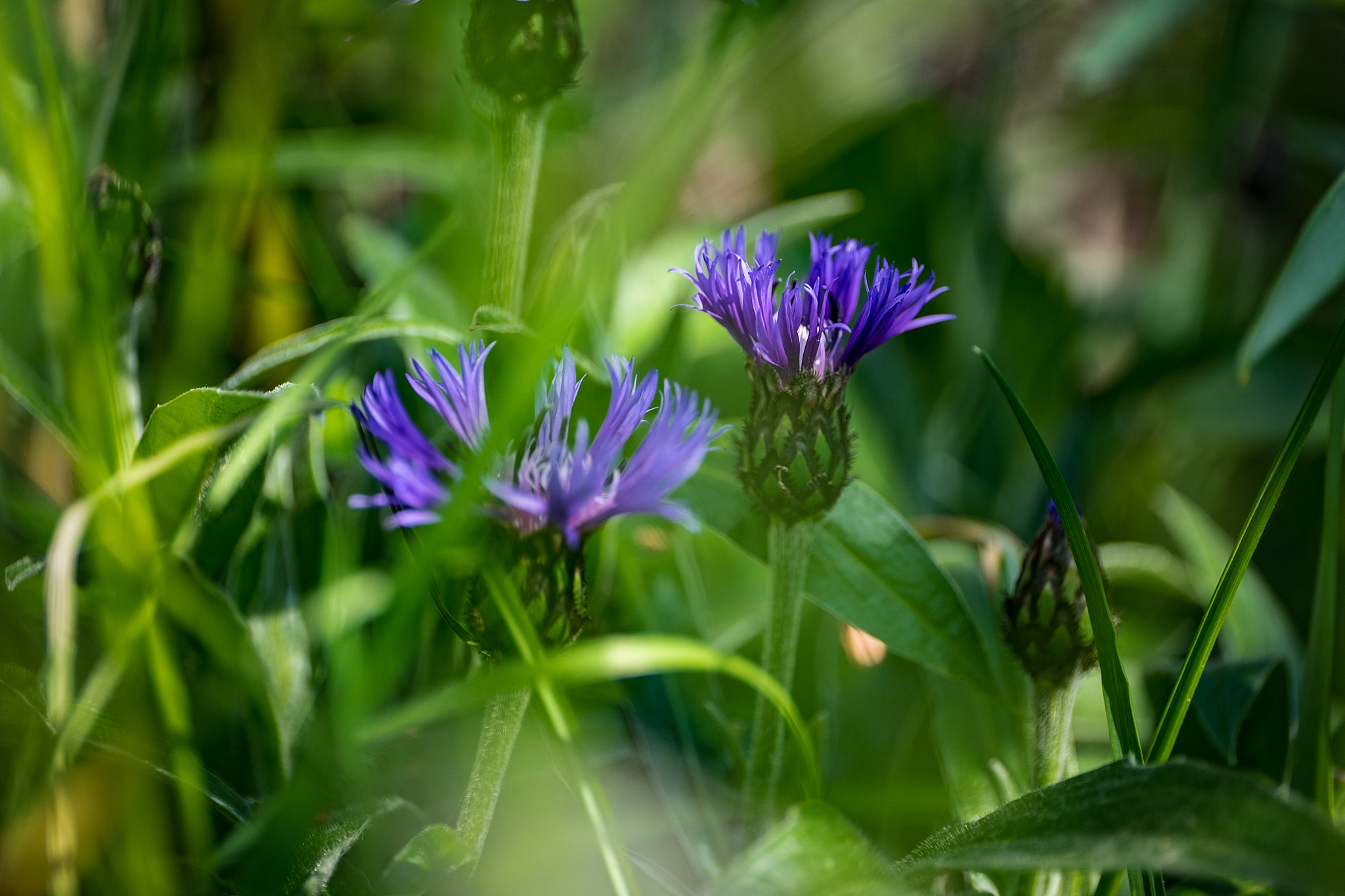 Fujifilm X-T1 + ZEISS Touit 50mm F2.8 sample photo. Centaurea cyanus photography