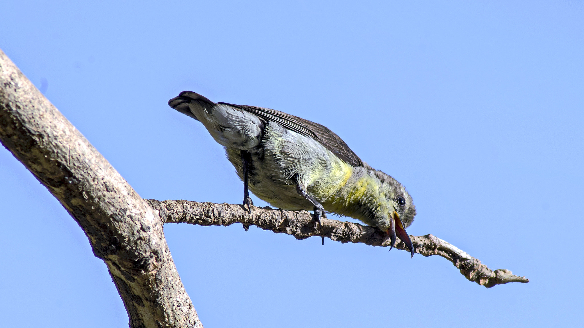 Pentax K-50 + Tamron AF 70-300mm F4-5.6 Di LD Macro sample photo. Purple rumped sunbird female photography