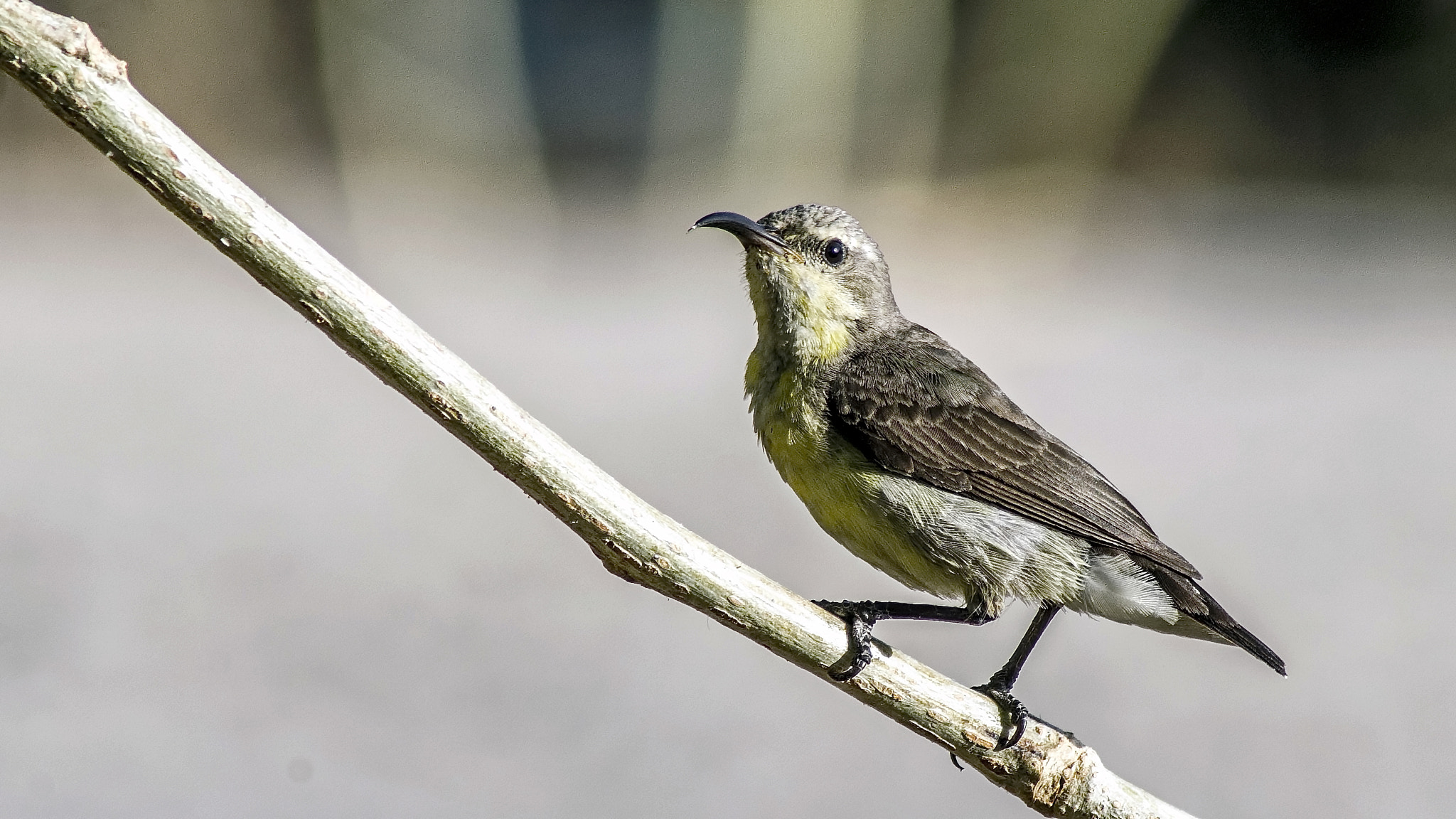 Pentax K-50 + Tamron AF 70-300mm F4-5.6 Di LD Macro sample photo. Purple rumped sunbird female photography