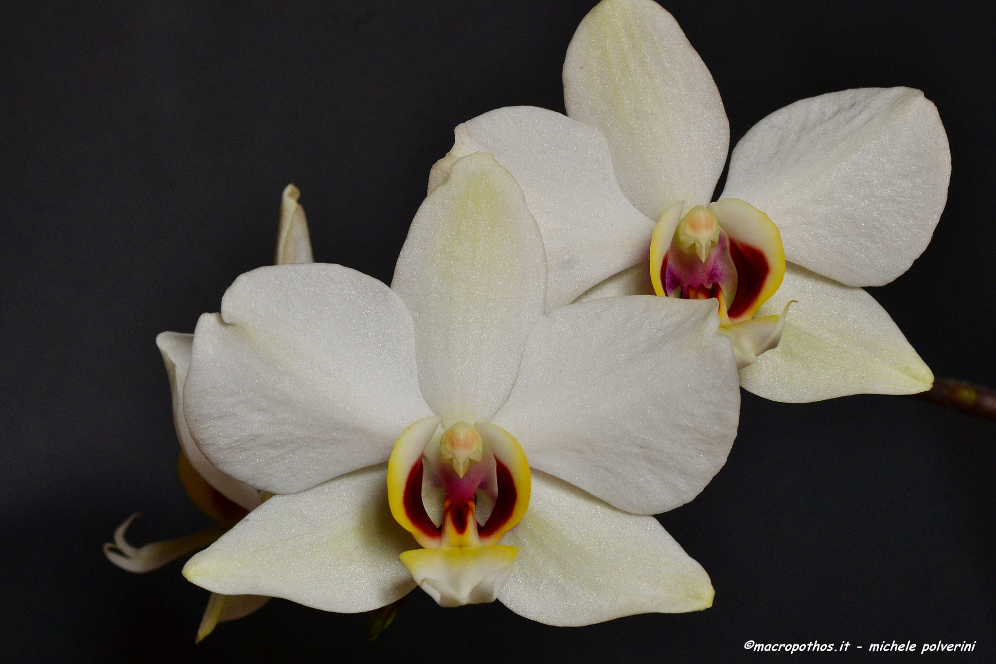 Nikon D3100 + Tamron SP 90mm F2.8 Di VC USD 1:1 Macro sample photo. Orchidea bianca apr () photography