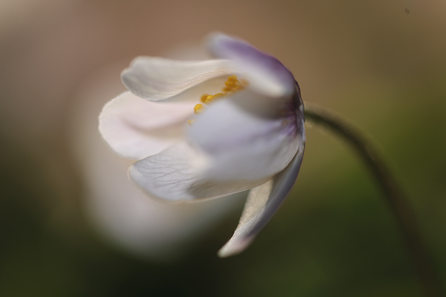 Nikon D3X sample photo. Anemone nemorosa photography