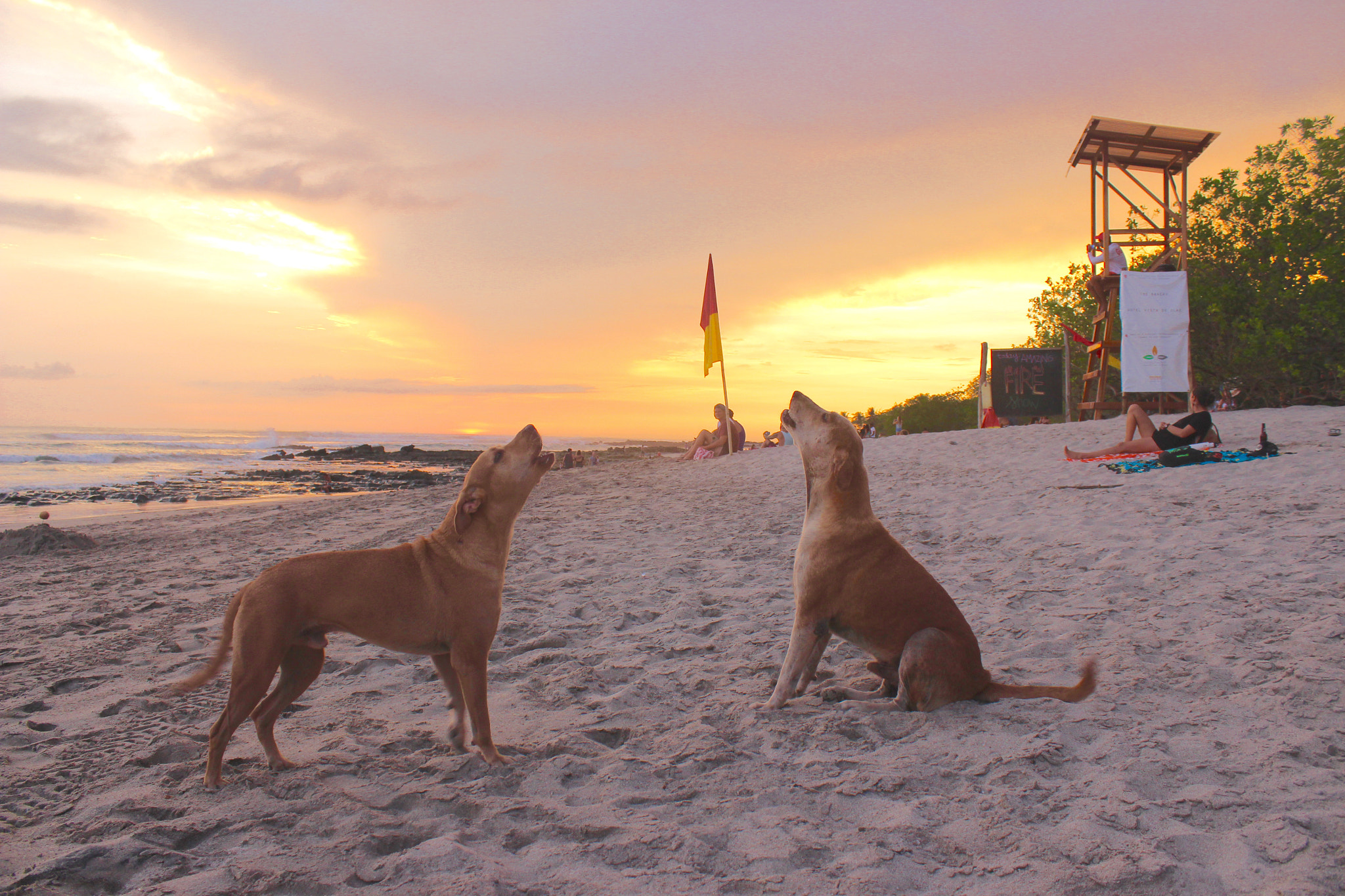 Canon EF-S 18-55mm F3.5-5.6 IS II sample photo. Two dogs singing to the sun. photography