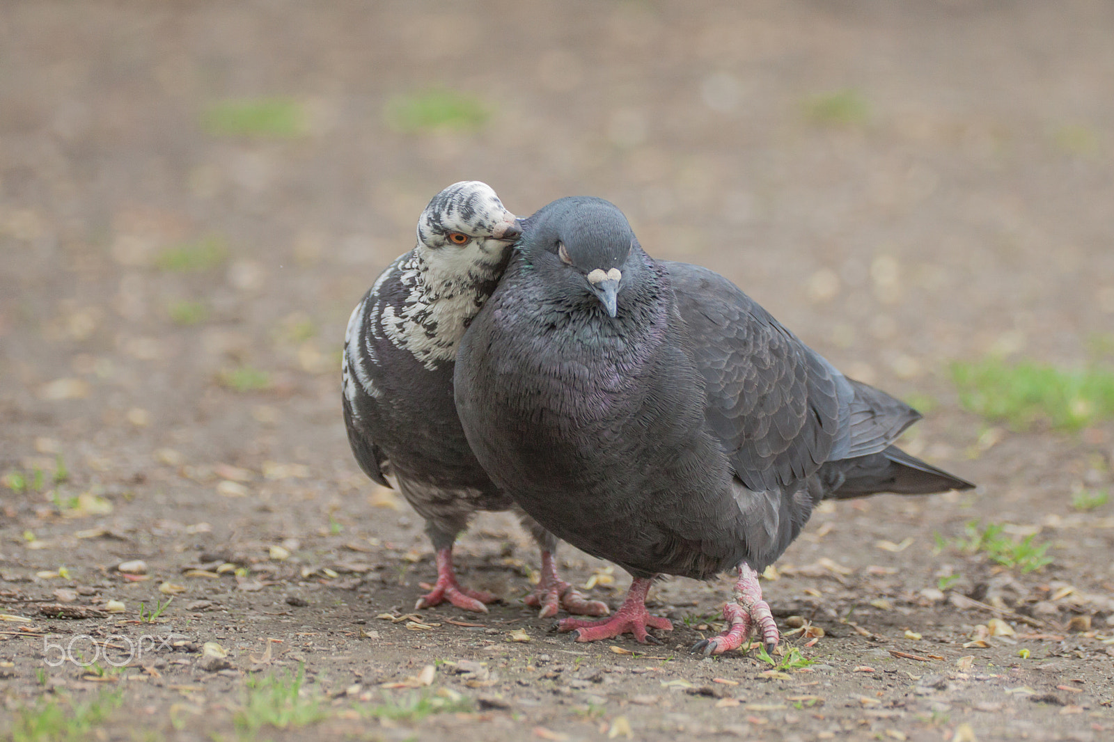 Canon EF 180mm F3.5L Macro USM sample photo. In love pigeons. photography
