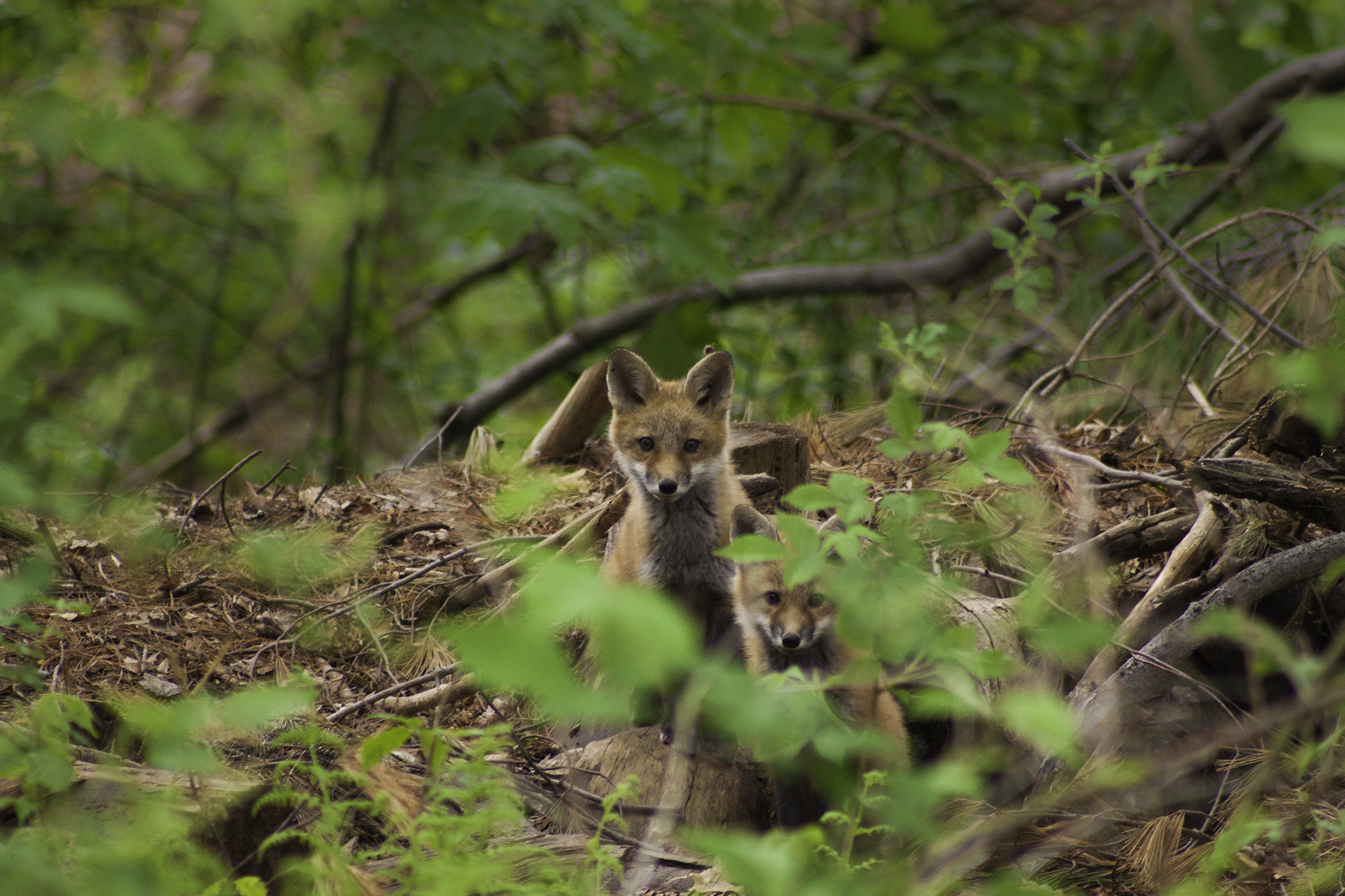 Canon EF 75-300mm f/4-5.6 USM sample photo. Backyard foxes photography