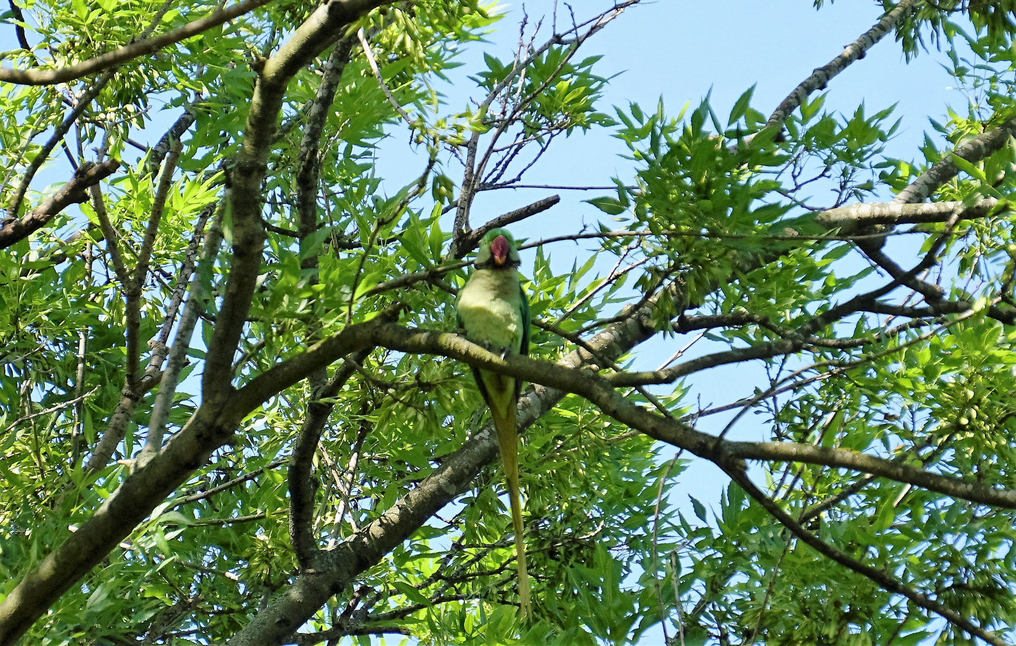 Sony E 55-210mm F4.5-6.3 OSS sample photo. Green parrot photography