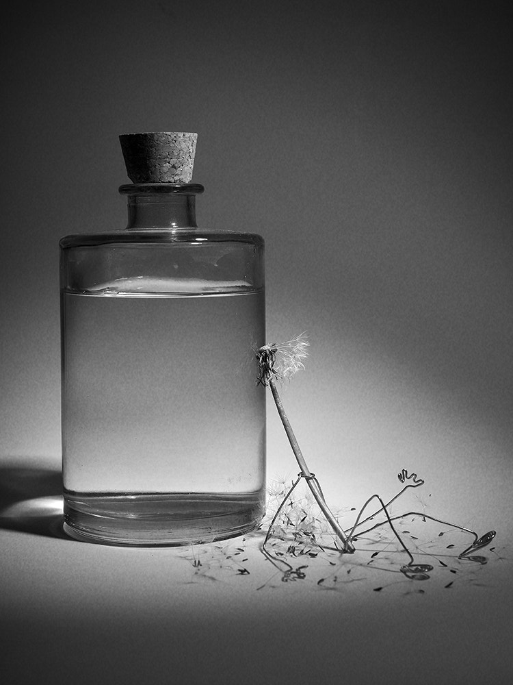 Canon EOS 50D + Sigma 35mm F1.4 DG HSM Art sample photo. Dandelion / pissenlit photography
