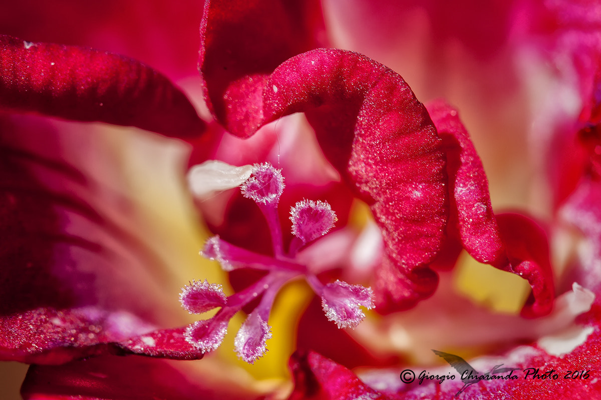 Sigma APO Macro 150mm f/2.8 EX DG HSM sample photo. Freesia photography