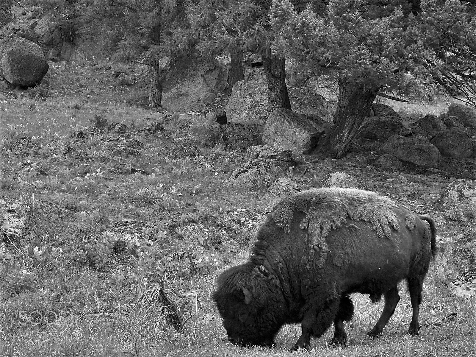 Kodak Z712 IS ZOOM DIGITAL CAMERA sample photo. The national animal photography