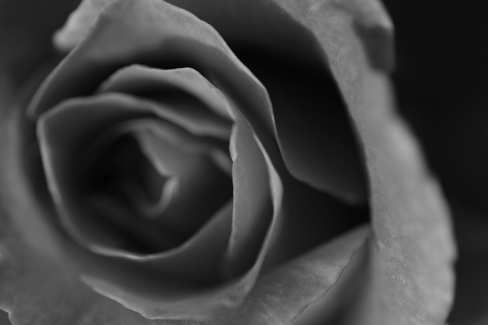 Tamron SP AF 90mm F2.8 Di Macro sample photo. Rose photography
