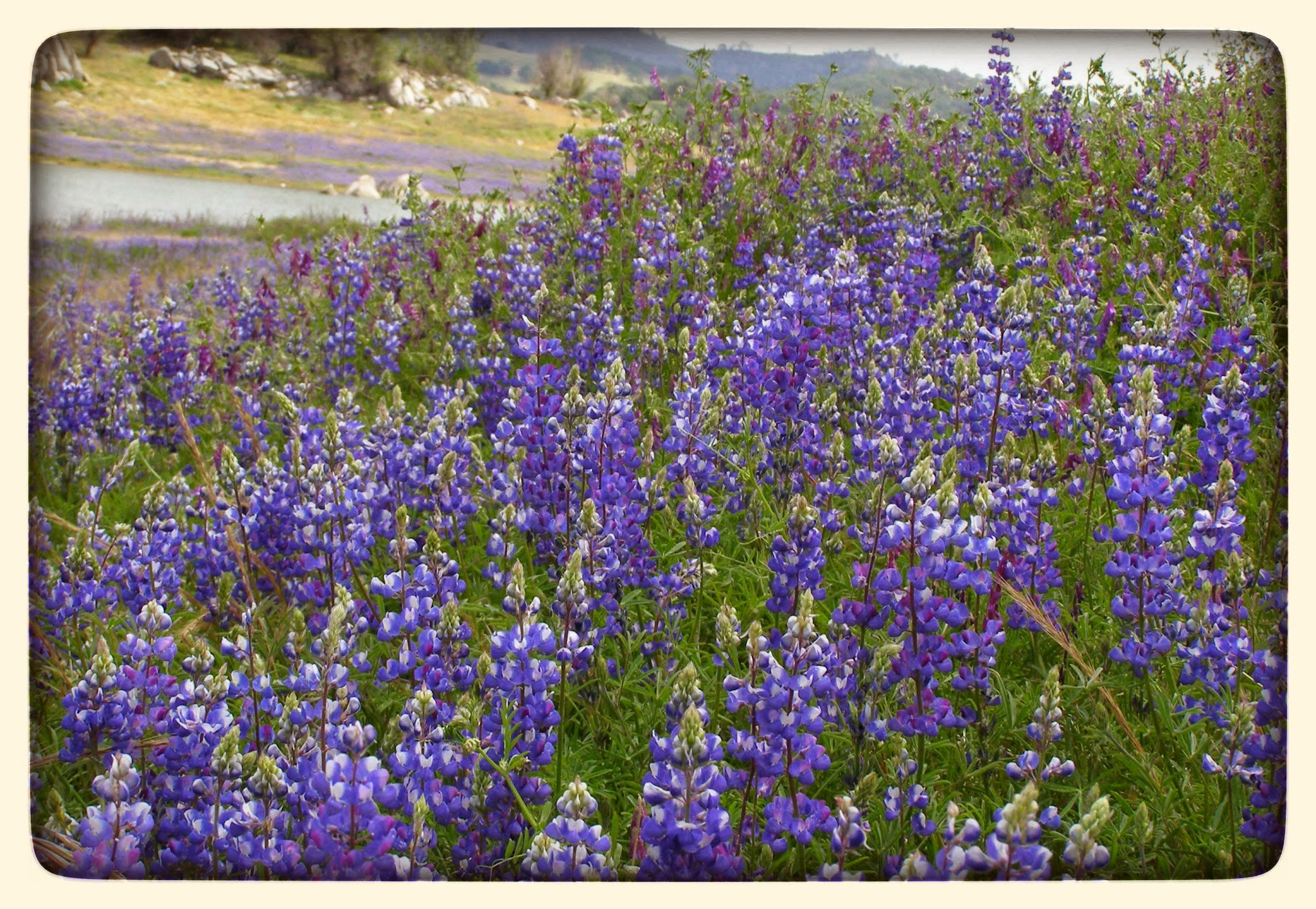 Olympus SP500UZ sample photo. Meadow of lupines photography