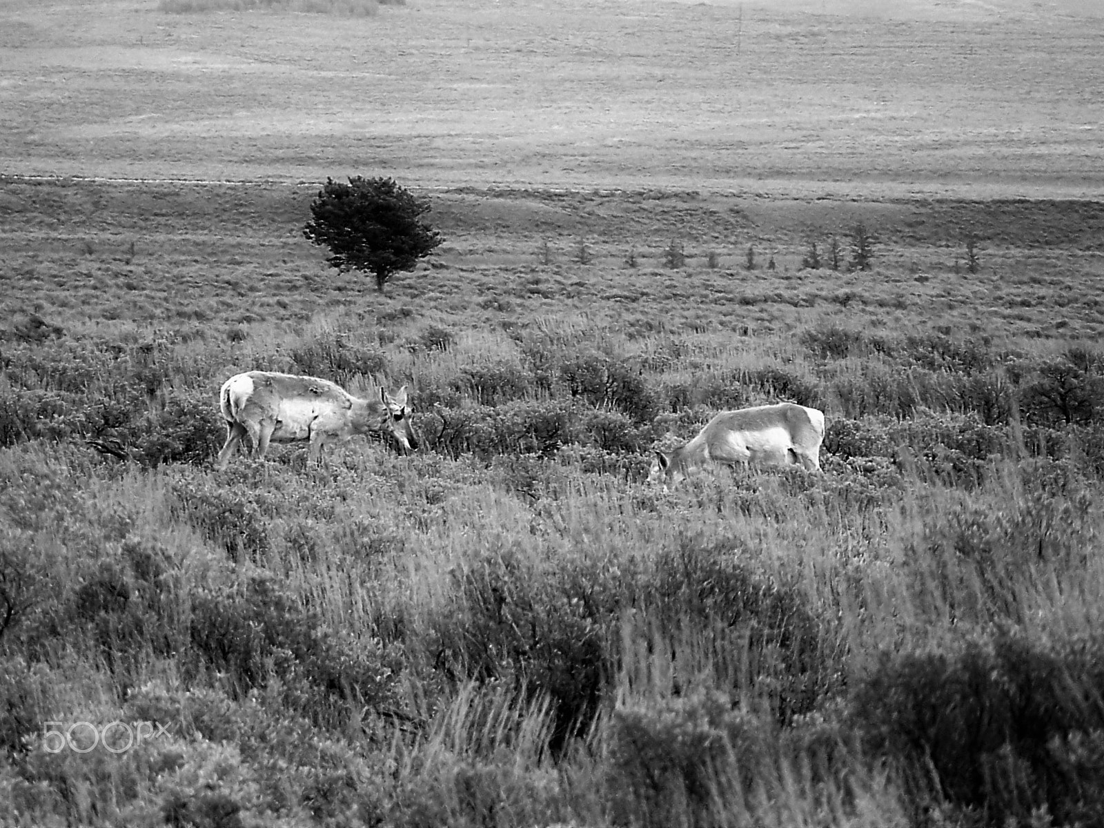 Kodak Z712 IS ZOOM DIGITAL CAMERA sample photo. Antelope photography