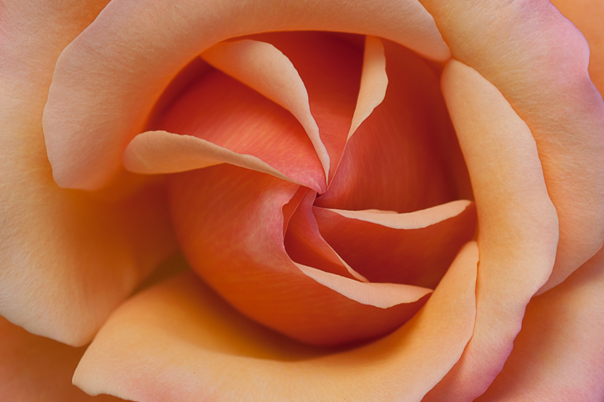 Nikon D3X sample photo. Orange swirl photography