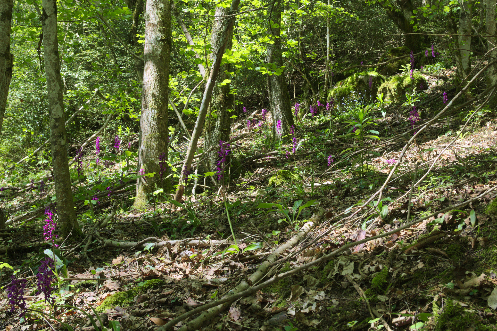 Canon EF 24-85mm F3.5-4.5 USM sample photo. Orchids (vercors - french alps) photography