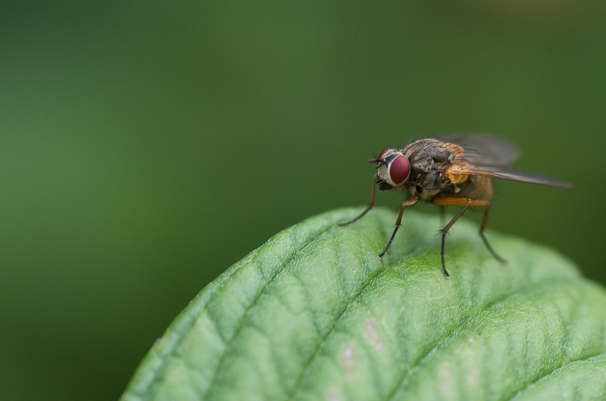 Pentax K-30 + Tamron SP AF 90mm F2.8 Di Macro sample photo. Fly photography
