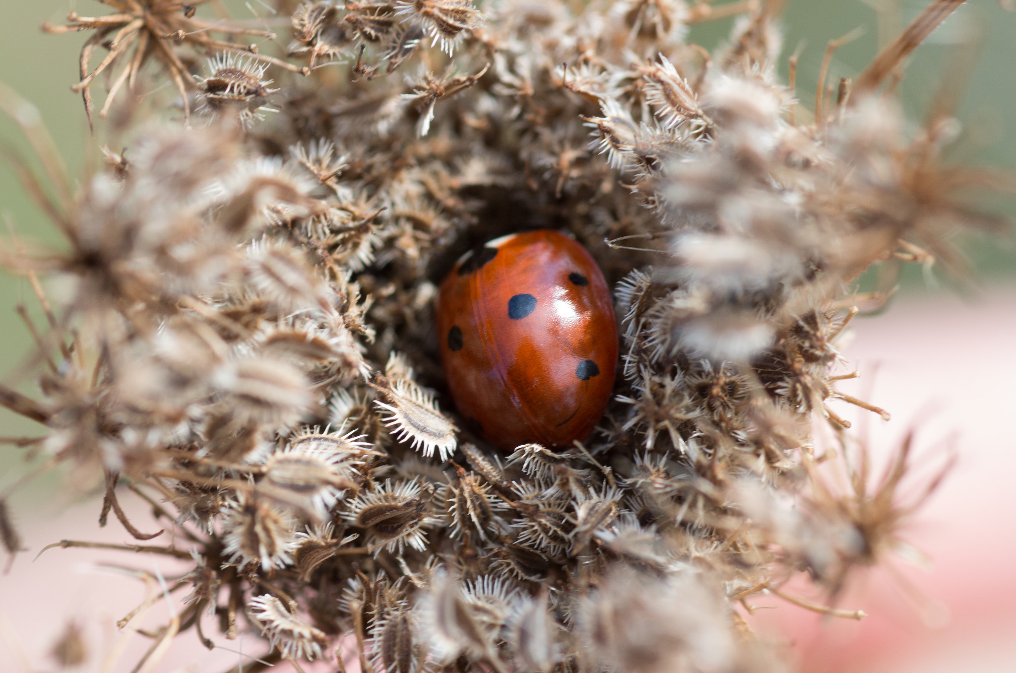 Pentax K-30 + Tamron SP AF 90mm F2.8 Di Macro sample photo. Ladybird photography