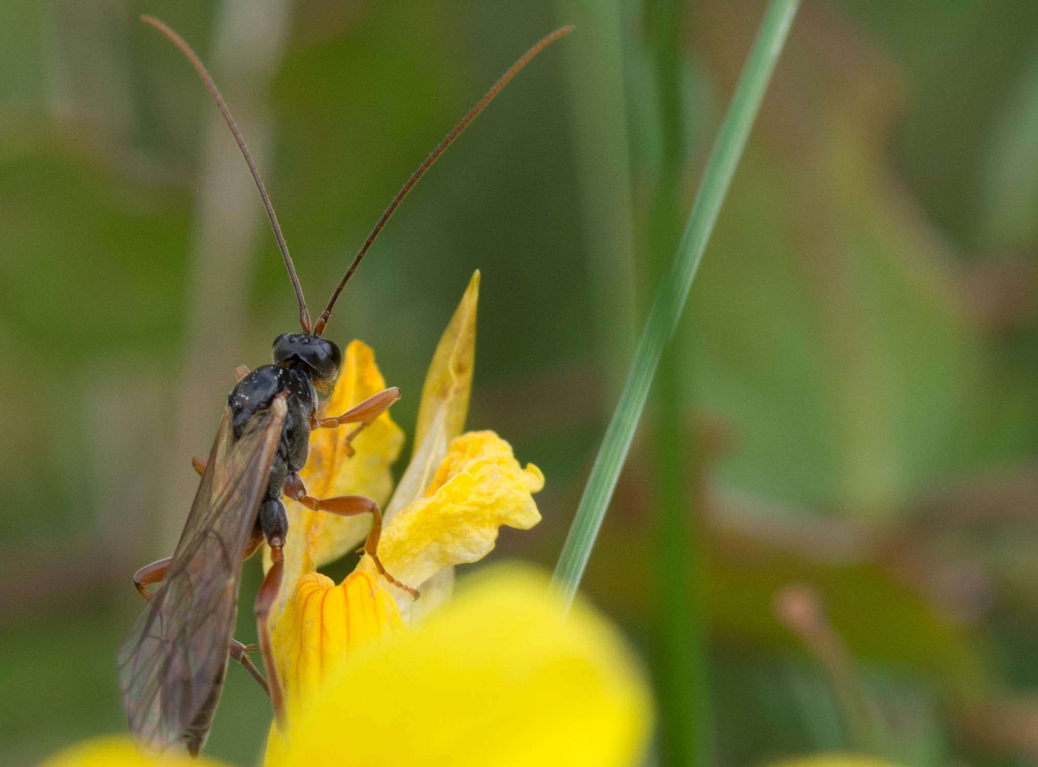 Pentax K-30 + Tamron SP AF 90mm F2.8 Di Macro sample photo. Insect photography
