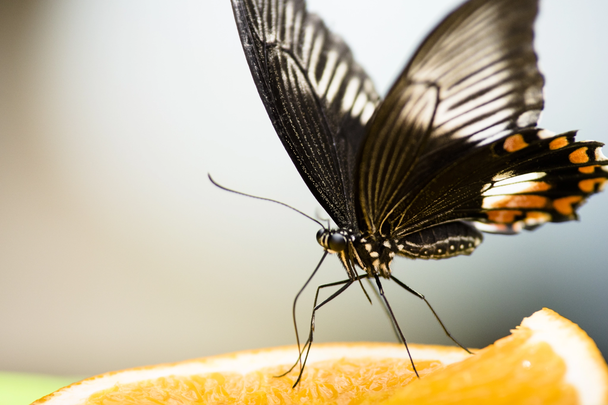Tamron SP AF 70-200mm F2.8 Di LD (IF) MACRO sample photo. Butterfly photography