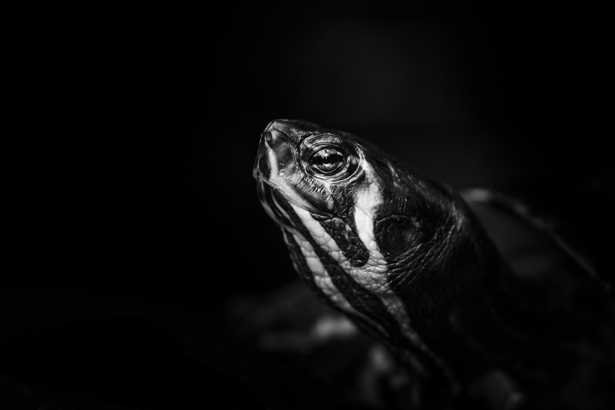 Tamron SP AF 70-200mm F2.8 Di LD (IF) MACRO sample photo. Turtle photography