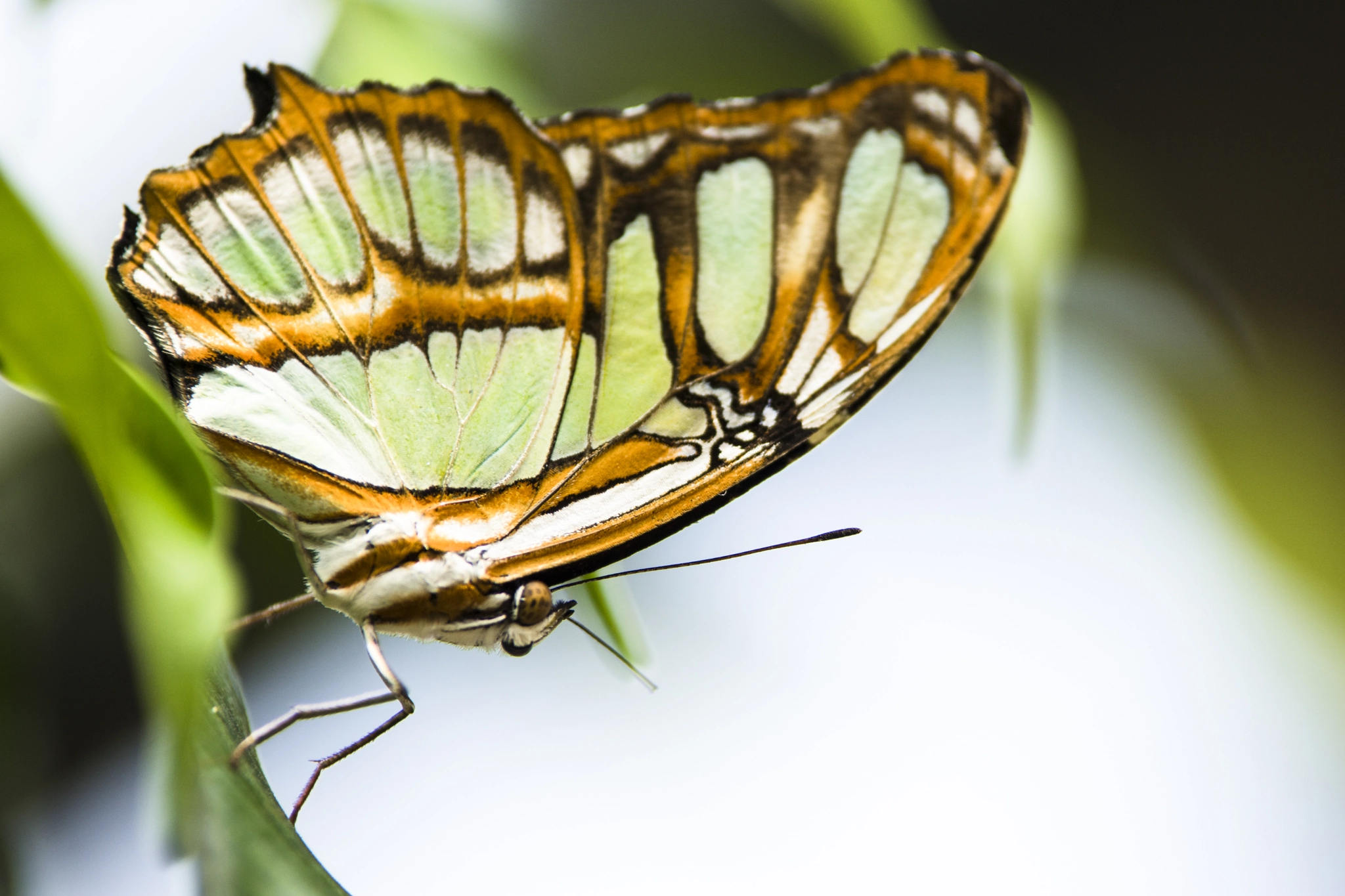 Tamron SP AF 70-200mm F2.8 Di LD (IF) MACRO sample photo. Butterfly photography